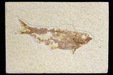 Bargain, Fossil Fish (Knightia) - Wyoming #136769-1